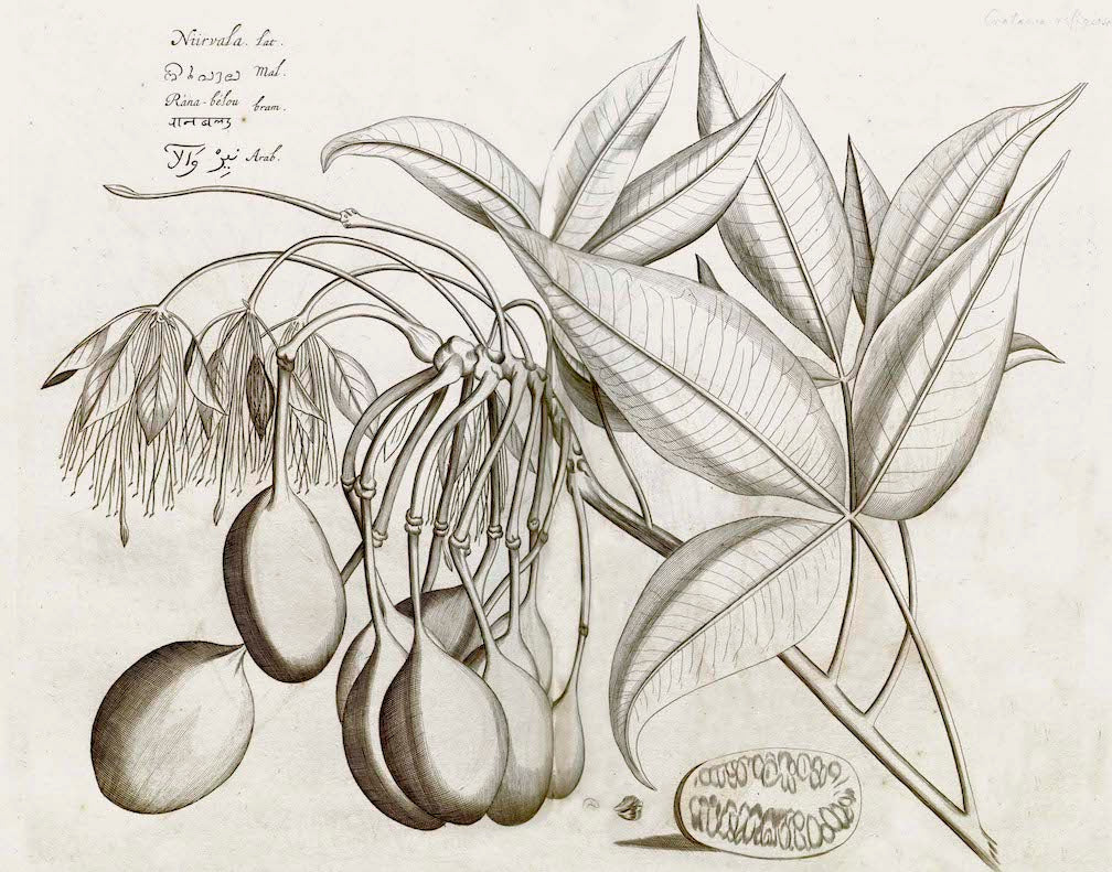 Malabar Garden Collection