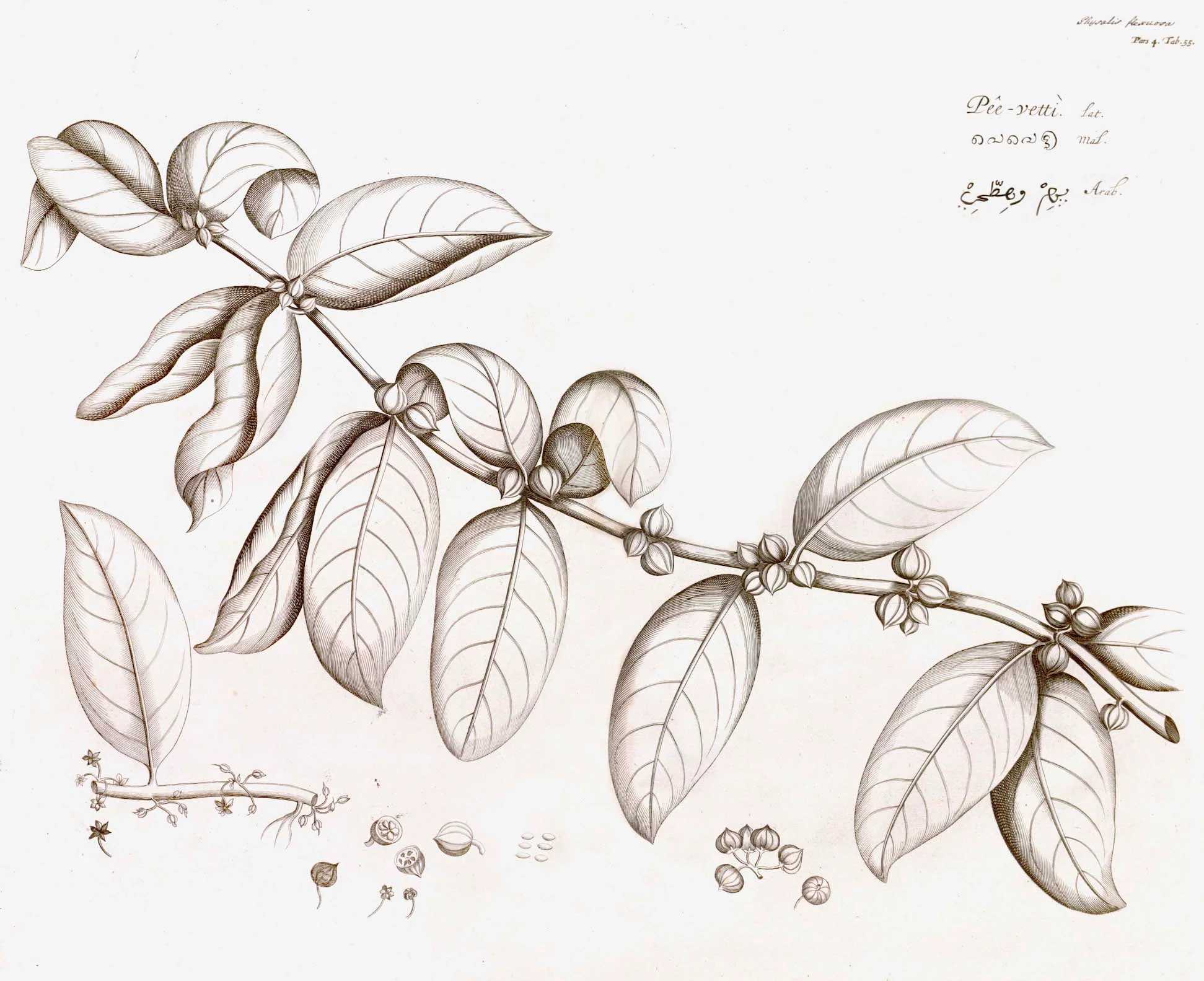 Malabar Garden Collection - Image 2