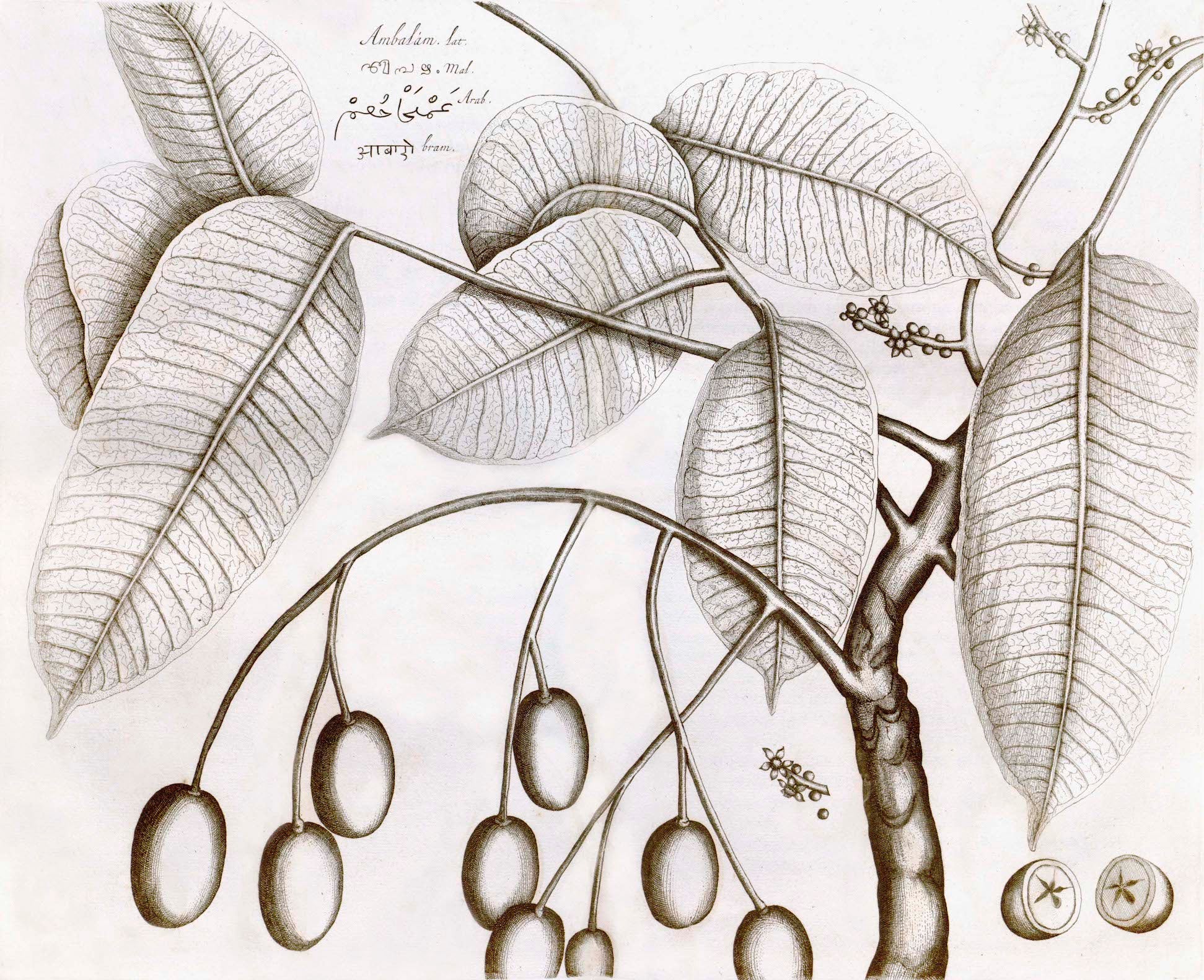 Malabar Garden Collection - Image 3