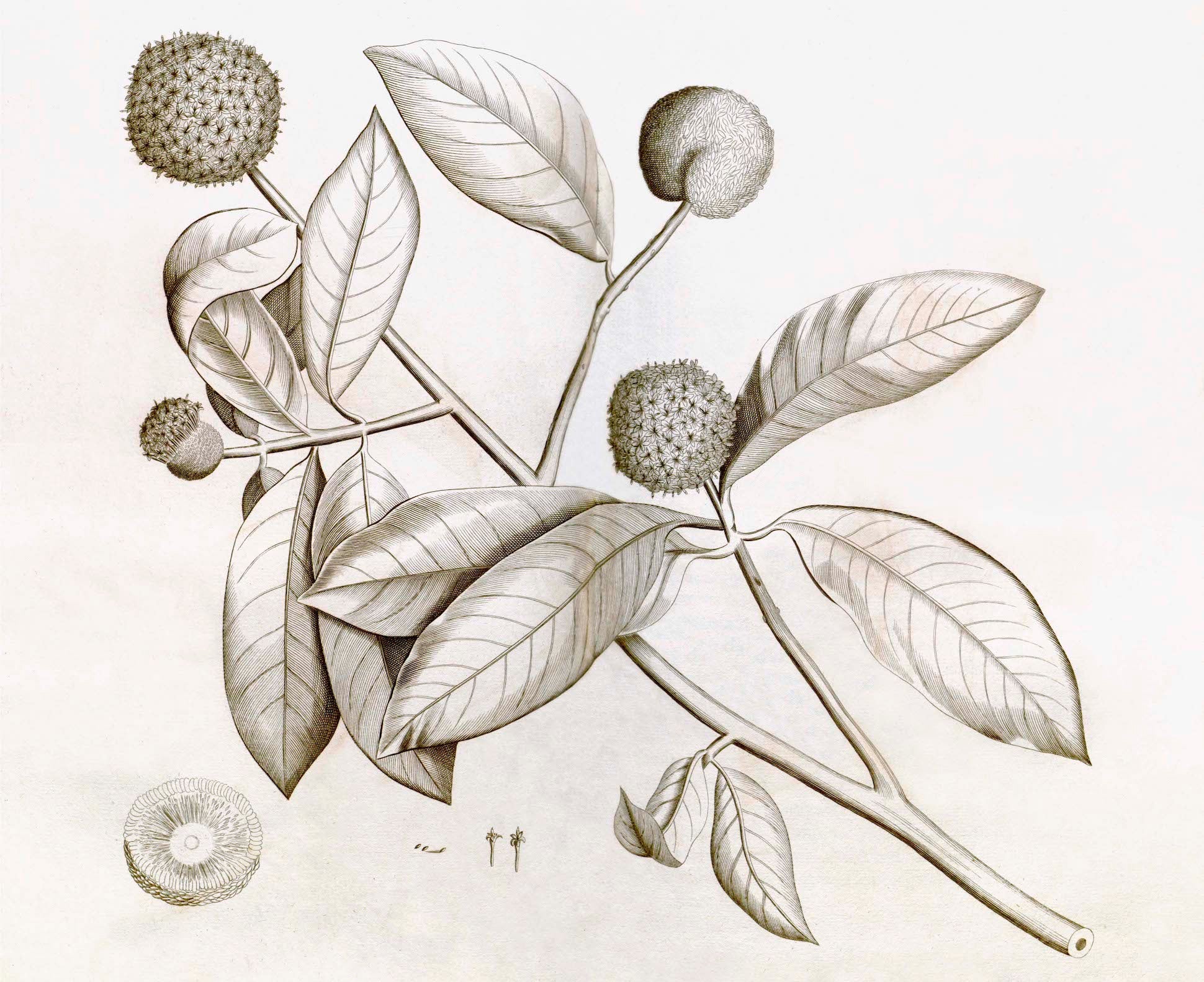 Malabar Garden Collection - Image 4