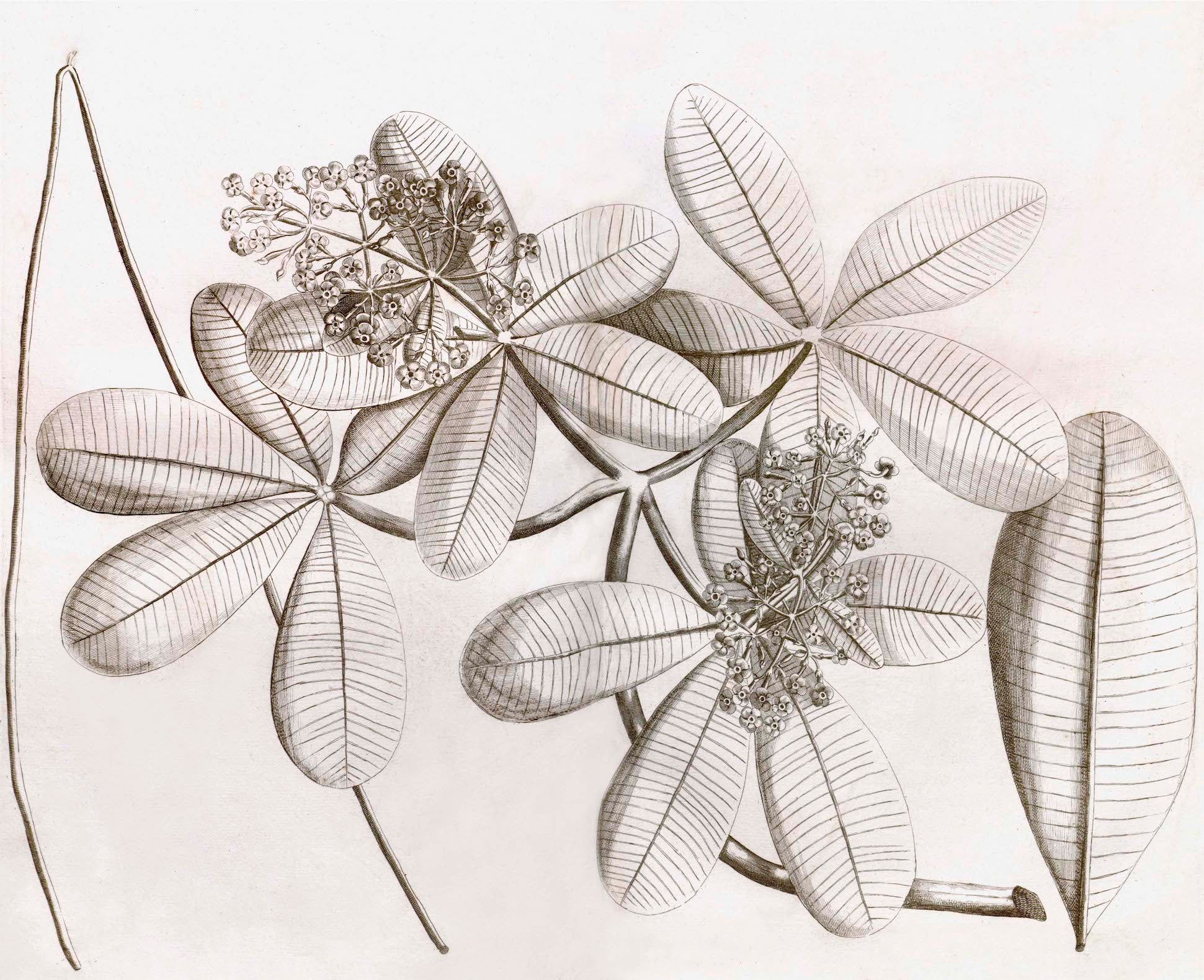 Malabar Garden Collection - Image 5