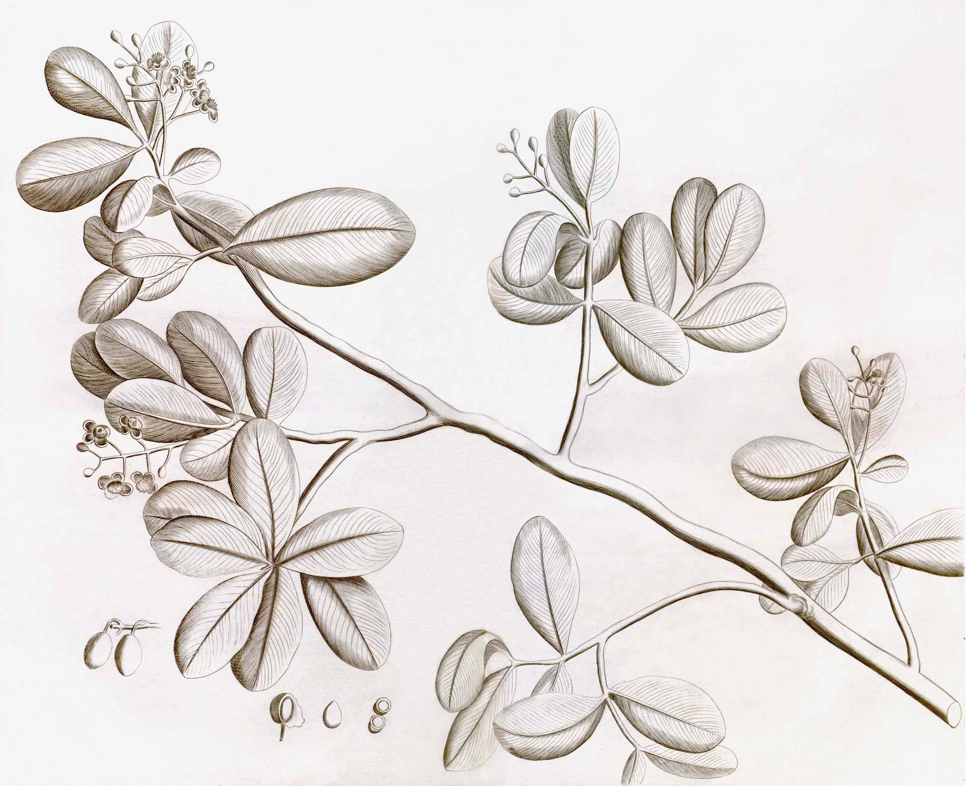 Malabar Garden Collection - Image 6