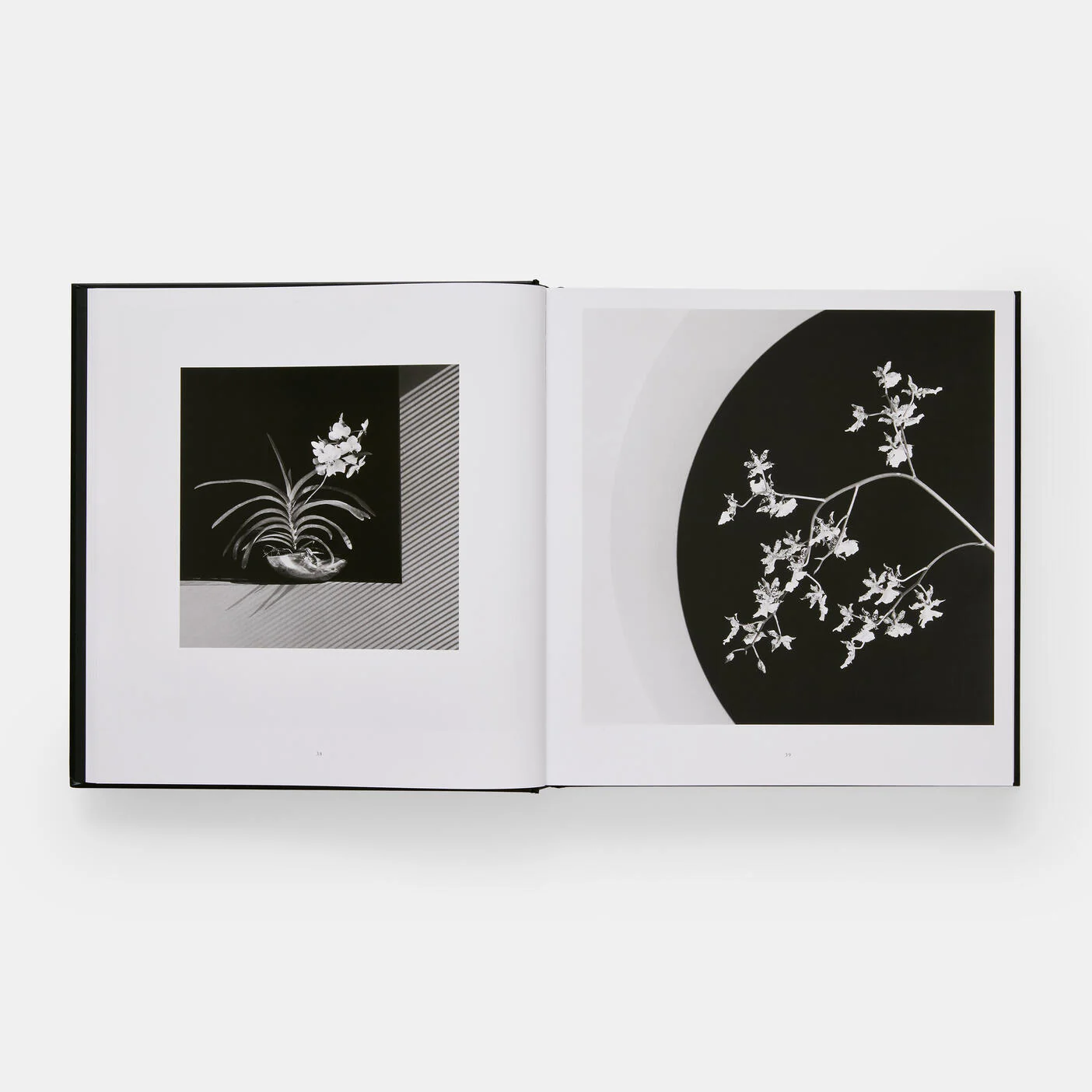 Mapplethorpe Flora: The Complete Flowers - Image 5
