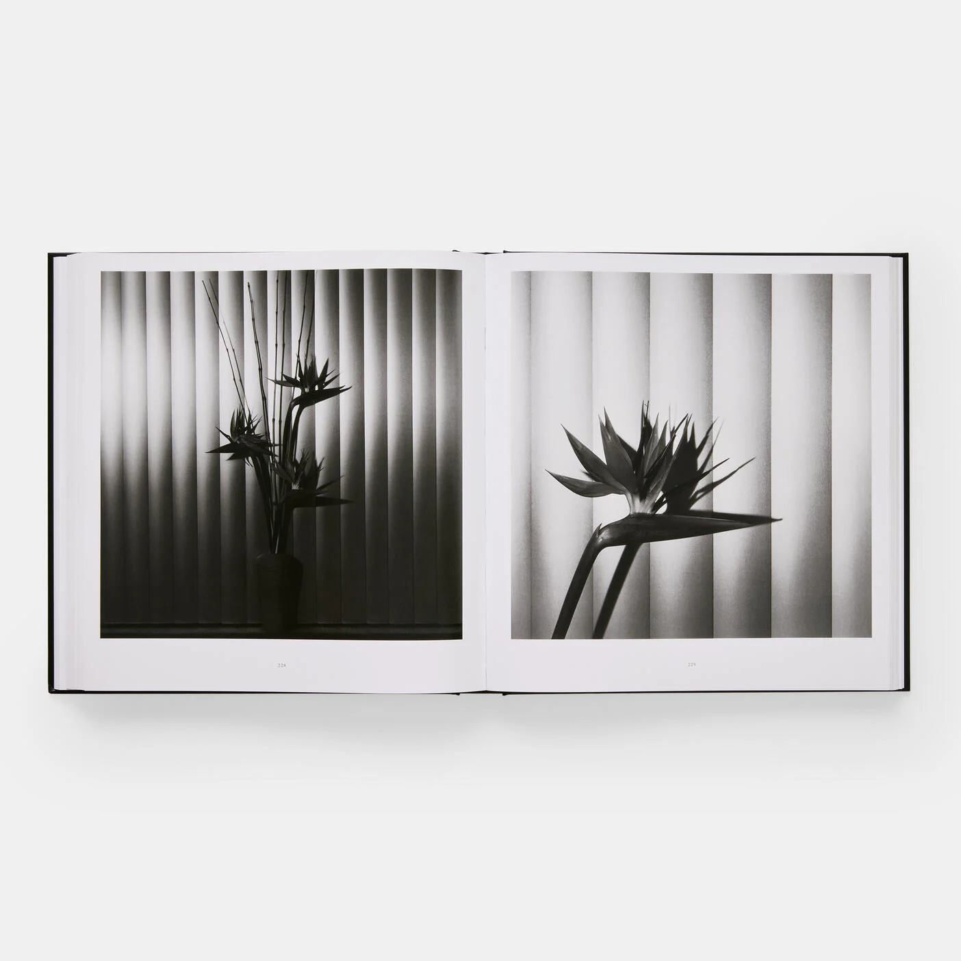 Mapplethorpe Flora: The Complete Flowers - Image 6