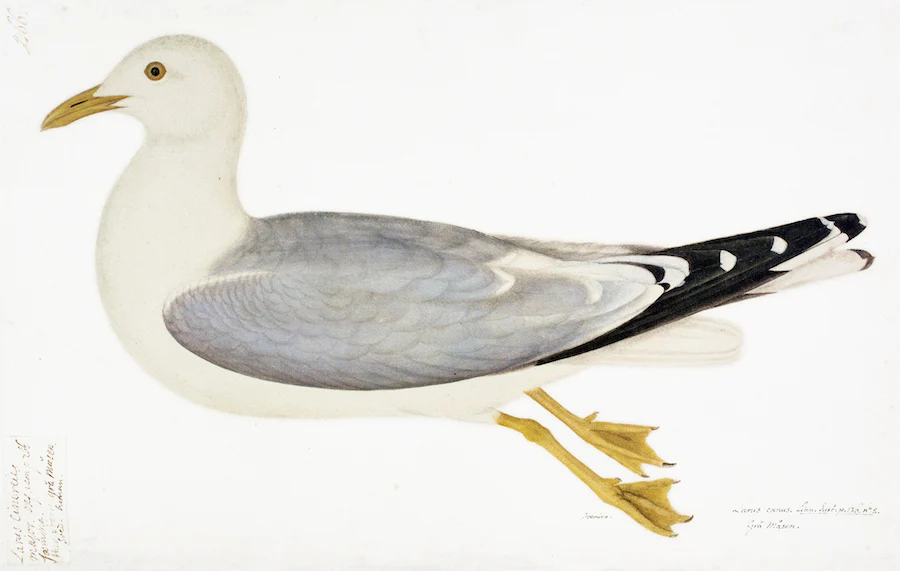 Common Gull in Deep White Frame
