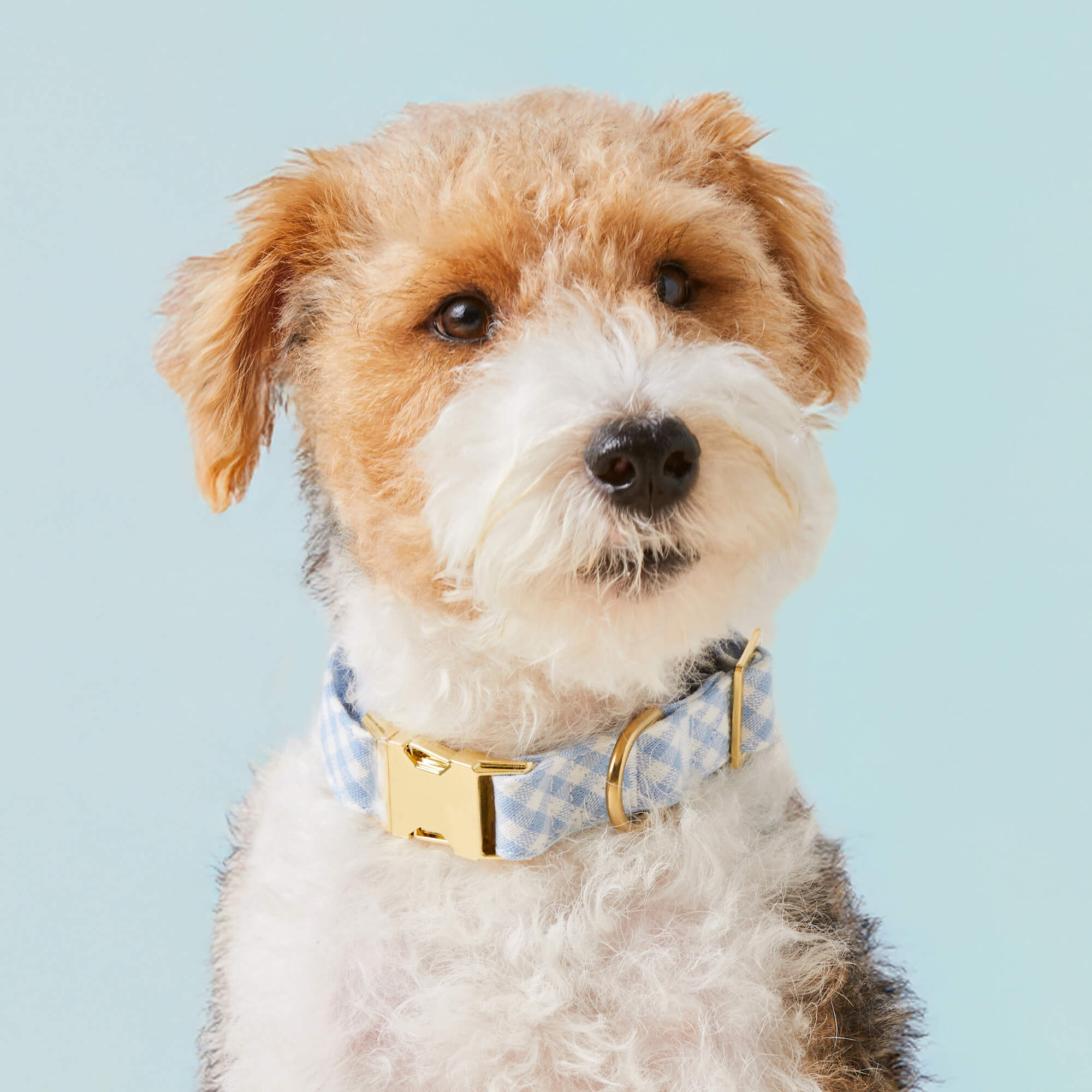 Sky Blue Gingham Spring Dog Collar - Image 4