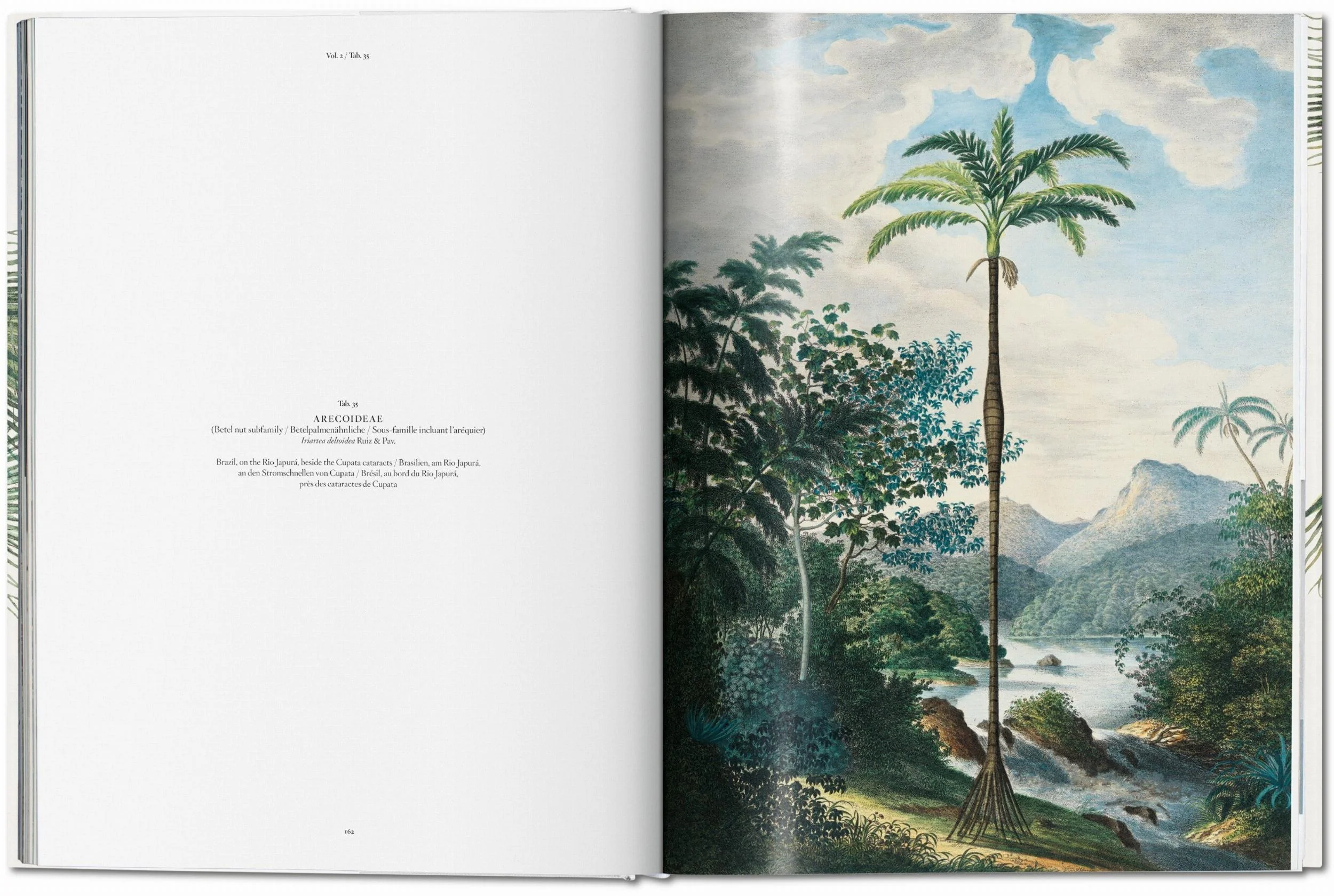 The Book of Palms - Image 2