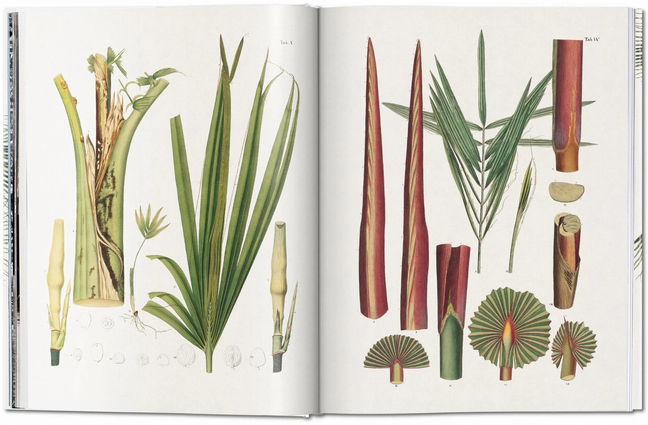 The Book of Palms - Image 3