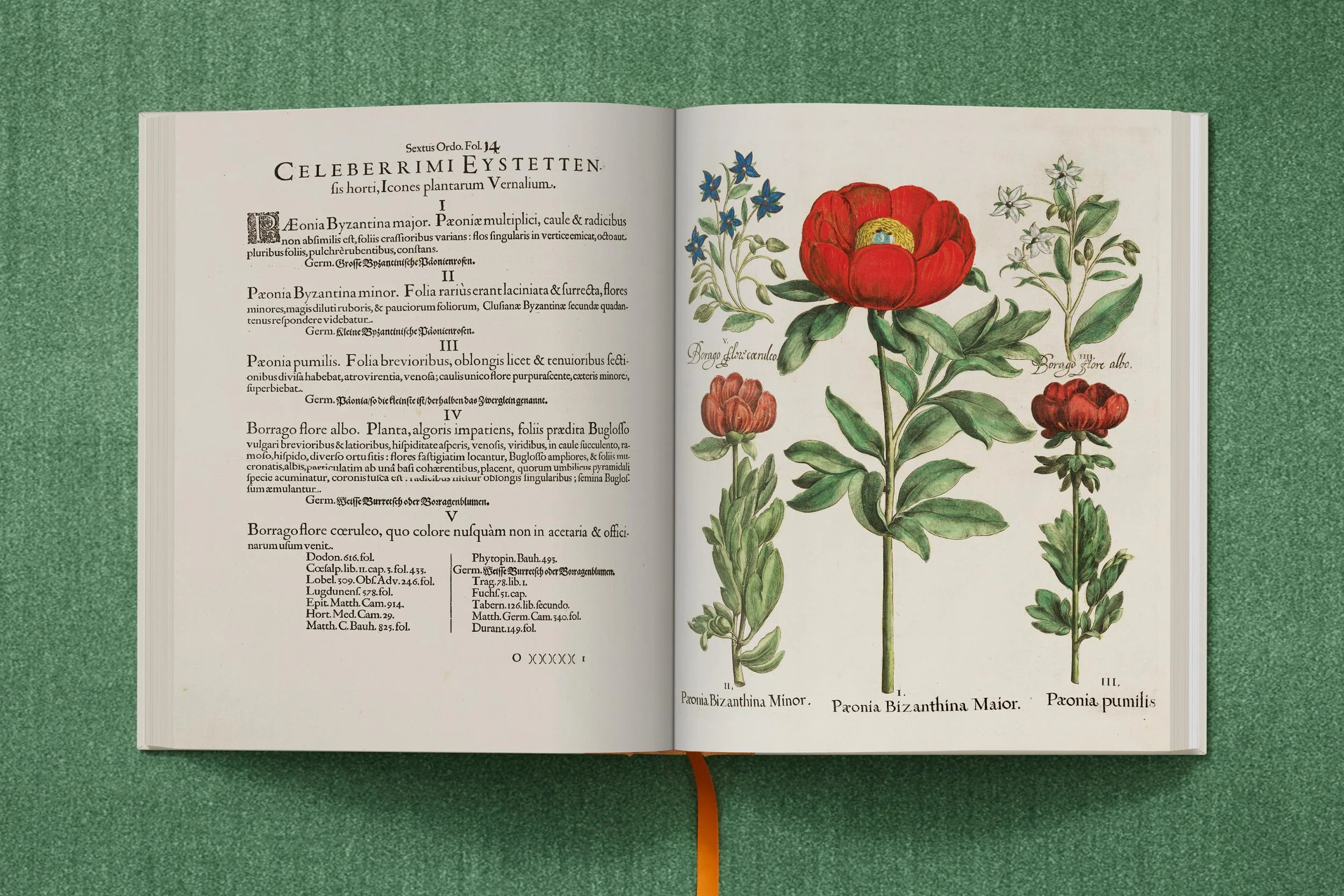 Basilius Besler - Image 4